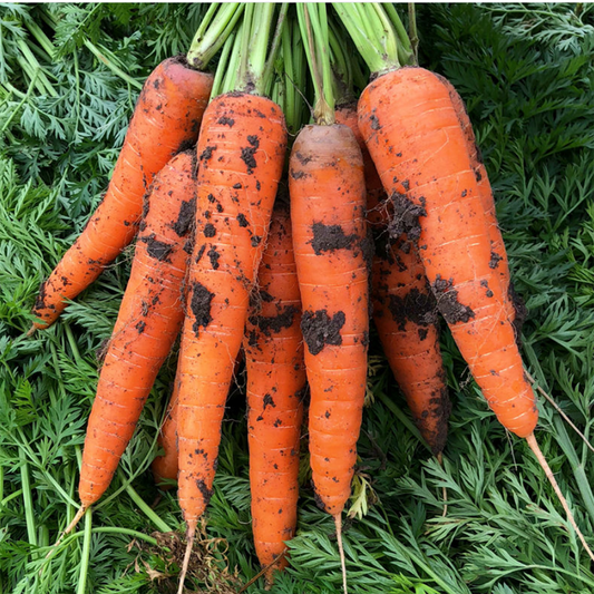 How to Grow Carrots