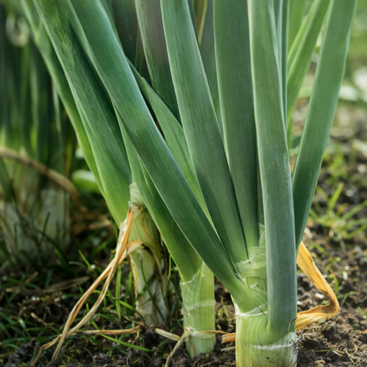Asian Green Onion and Chives Cultivation Guide: A Practical Handbook for U.S. Growers