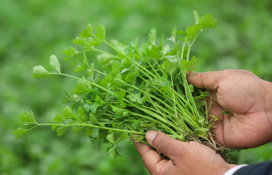 Cilantro (Coriander) Cultivation Guide: A Practical Handbook for Home and Commercial Growers in the U.S.