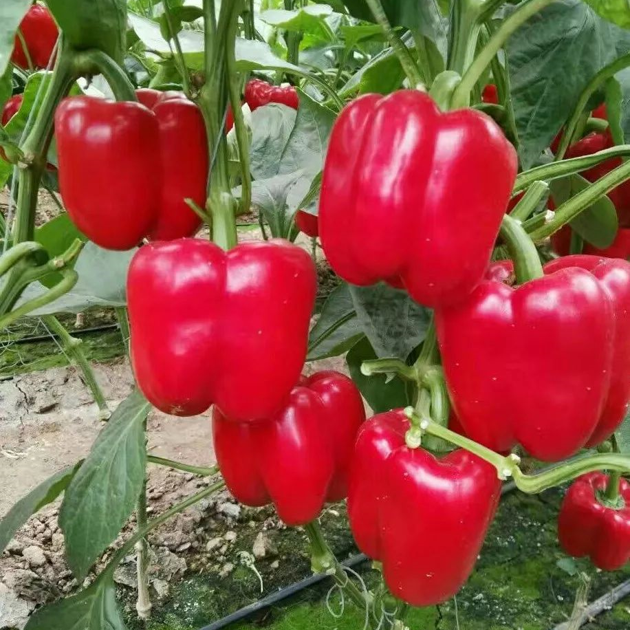 Giant Red Bell Pepper Seeds 50+ Non-GMO Sweet High Yield Easy Grow