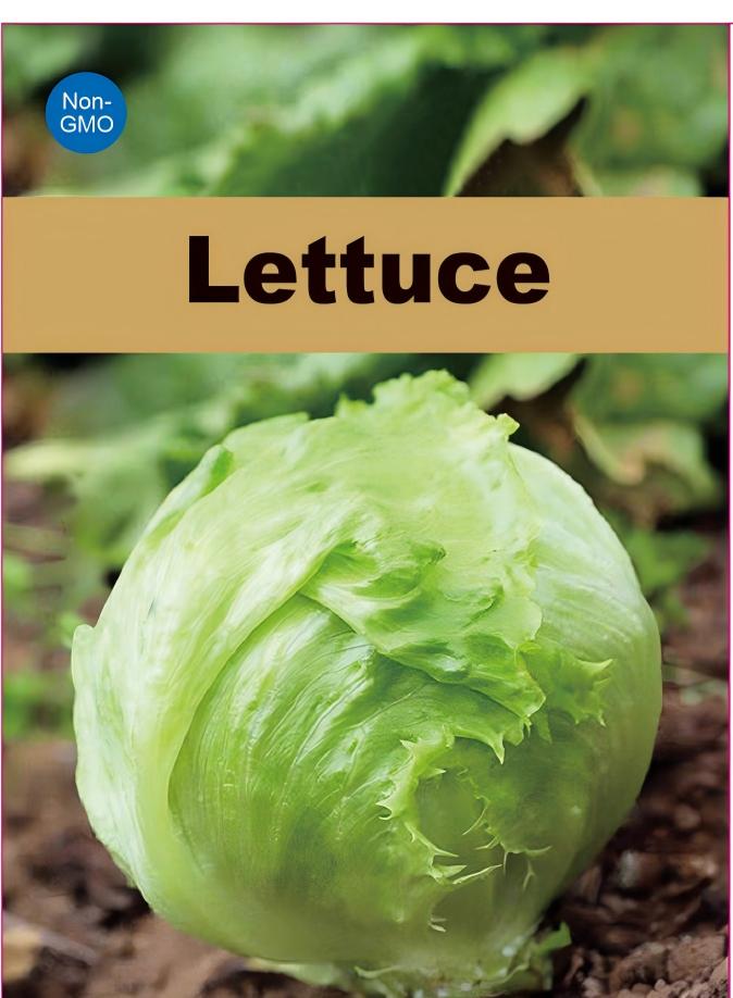 Crystal Crisp Lettuce Seeds 500+ Non-GMO Sweet Crunchy Easy Grow