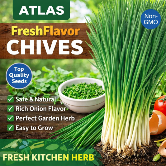ATLAS Fresh Flavor Chives Seeds 200+  Non-GMO Kitchen Garden Herb