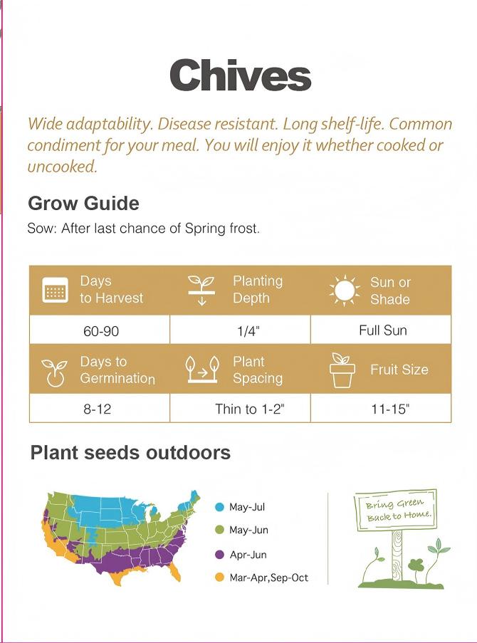 ATLAS Fresh Flavor Chives Seeds 200+  Non-GMO Kitchen Garden Herb