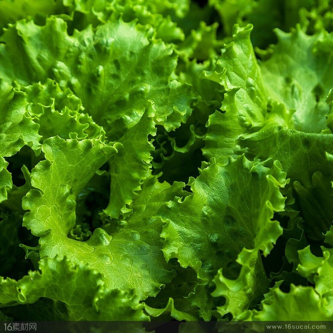 SafeHarvest Crisp Lettuce Seeds 500+ Non-GMO Easy Grow Home Garden Variety