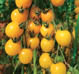 Golden Sweet Yellow Cherry Tomato Seeds 200+ Non-GMO Garden Snack Tomato