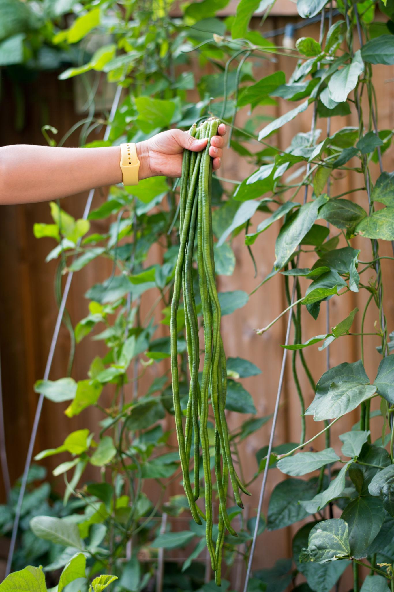 Stringless Yardlong Bean Seeds ender Non-GMO Vegetable Garden Variety