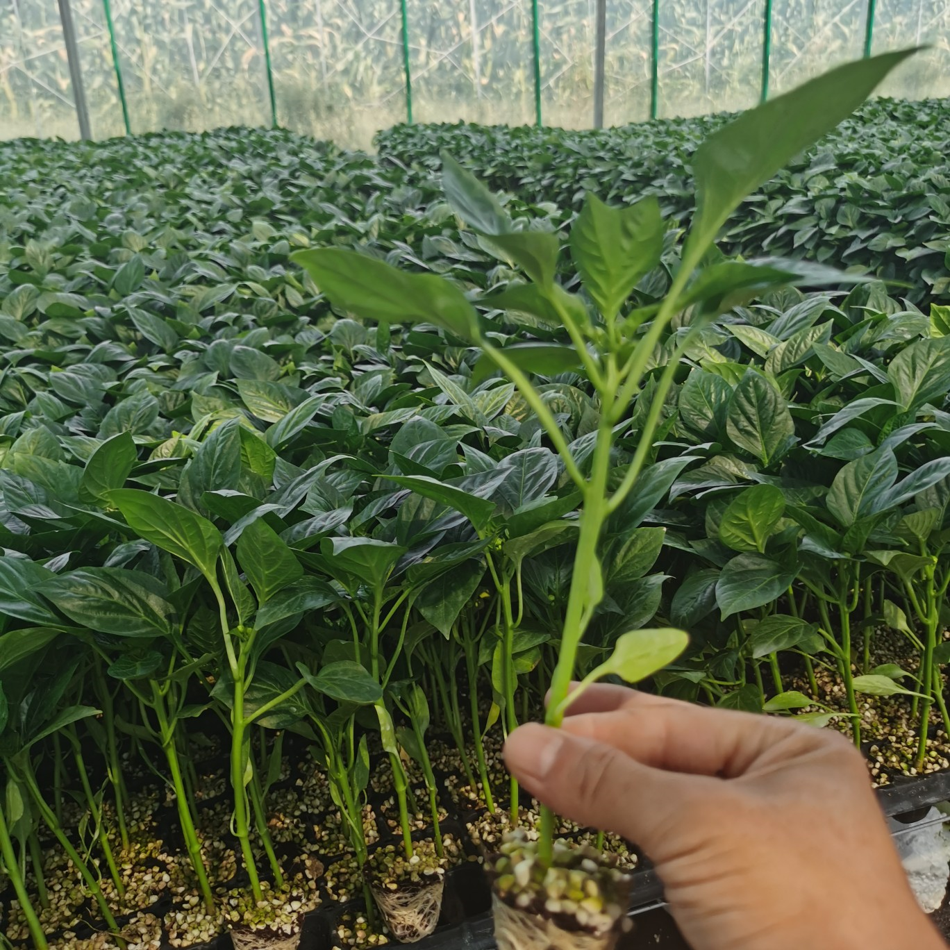 Giant Red Bell Pepper Seeds 50+ Non-GMO Sweet High Yield Easy Grow