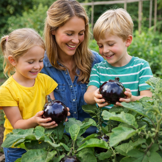 150+ Eggplant Seeds Black Round Heirloom Non-GMO Sweet Tender High Yield