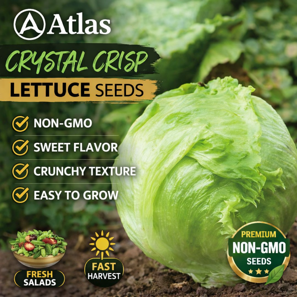 Crystal Crisp Lettuce Seeds 500+ Non-GMO Sweet Crunchy Easy Grow