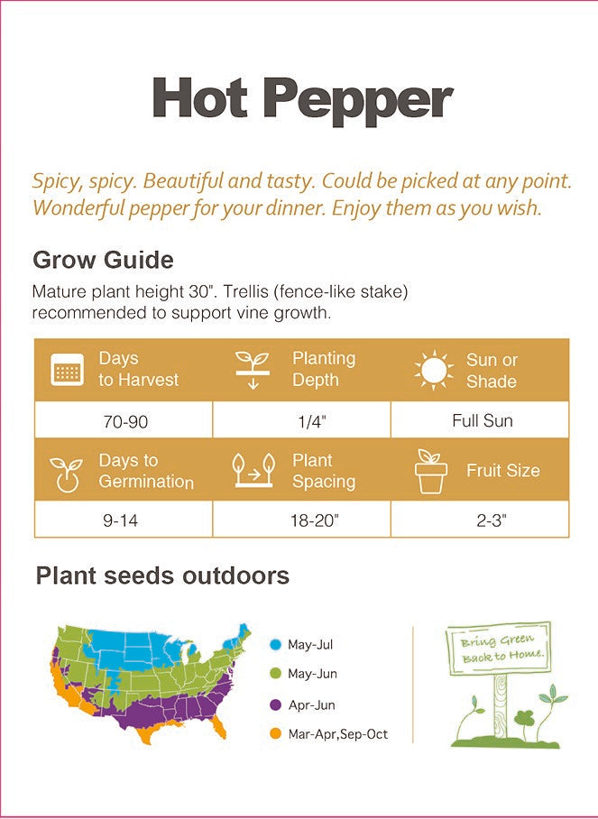 Upright Chili Pepper Seeds  Non-GMO Hot Pepper High Yield Garden