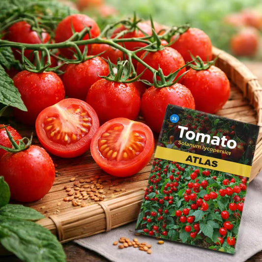Cherry Tomato Seeds Ruby Red Heirloom Non-GMO Sweet Garden Vegetable 200+ Seeds