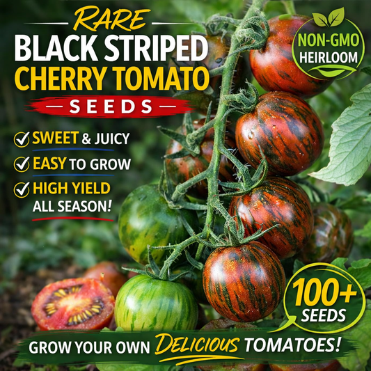 Black Striped Cherry Tomato Seeds 100+ Non-GMO Heirloom Sweet High Yield