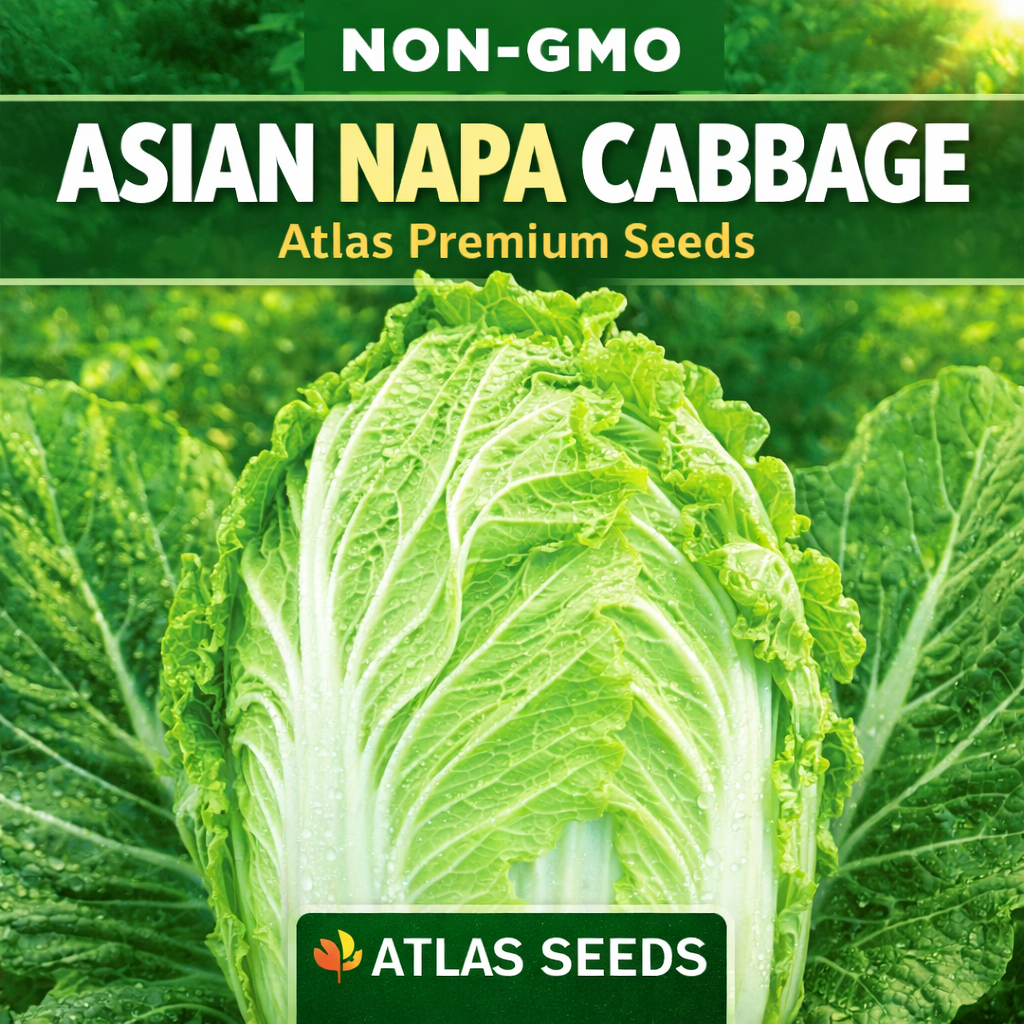 Chinese Cabbage Seeds 200+ Non-GMO Crisp Sweet Easy Grow