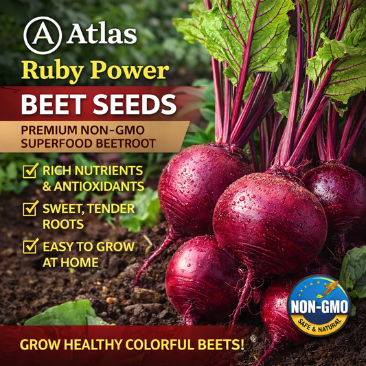 Beet Seeds Non-GMO Ruby Red Superfood Garden Vegetable