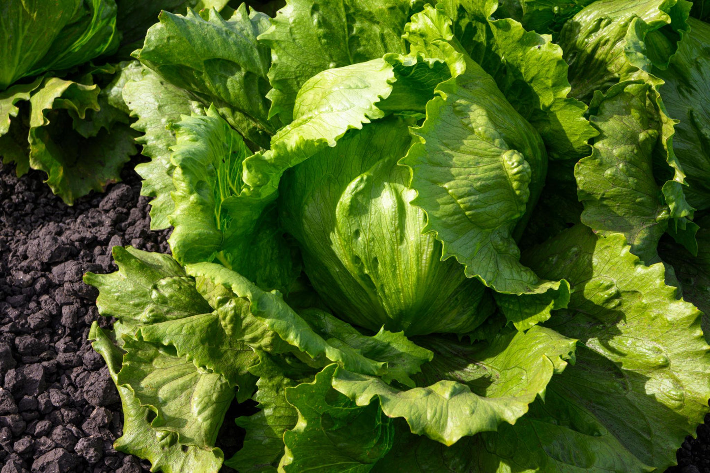 Crystal Crisp Lettuce Seeds 500+ Non-GMO Sweet Crunchy Easy Grow