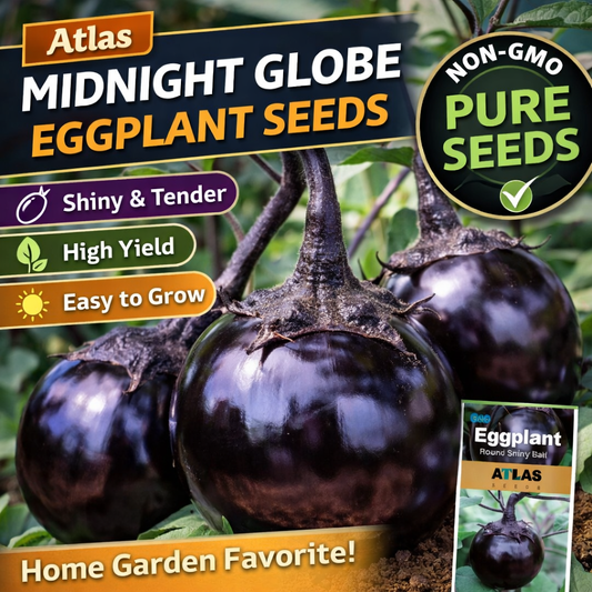 150+ Eggplant Seeds Black Round Heirloom Non-GMO Sweet Tender High Yield