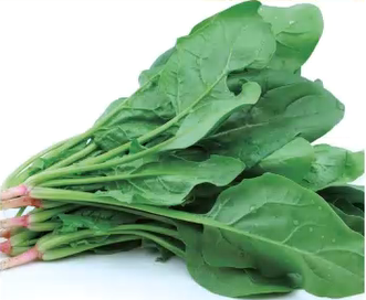 Survival Garden Kit 16 Variety Vegetable Seeds Grow Your Own Food