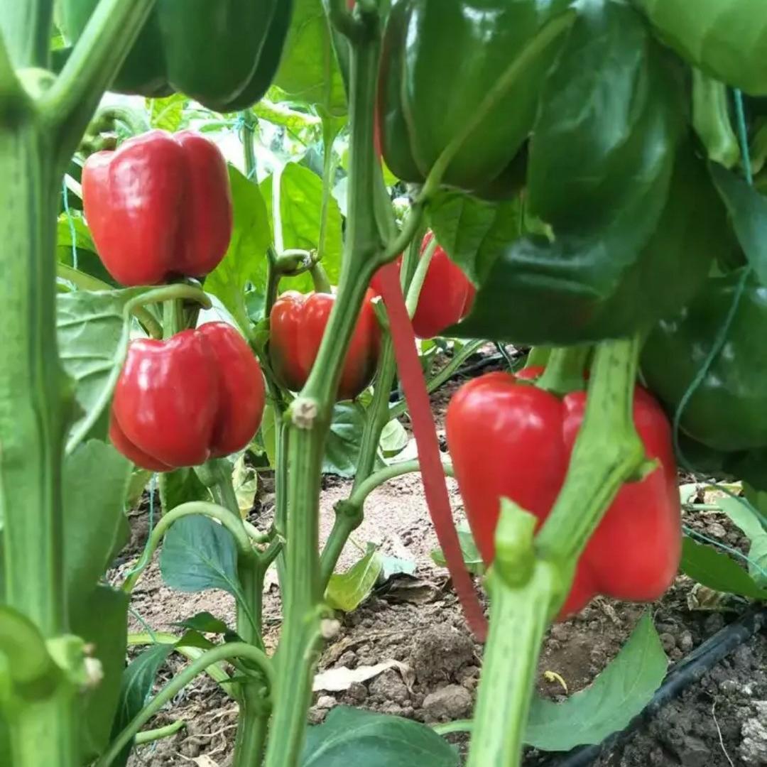 Giant Red Bell Pepper Seeds 50+ Non-GMO Sweet High Yield Easy Grow