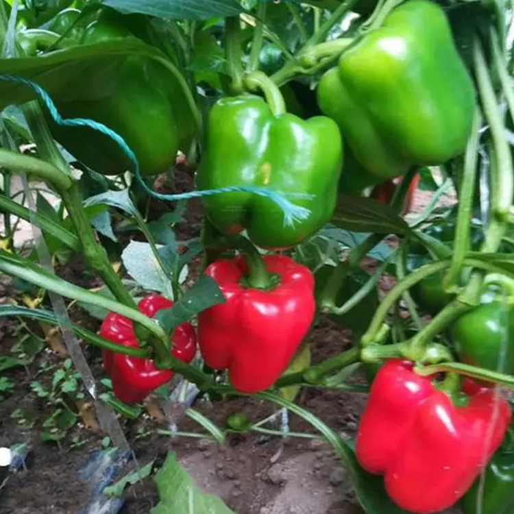 Giant Red Bell Pepper Seeds 50+ Non-GMO Sweet High Yield Easy Grow