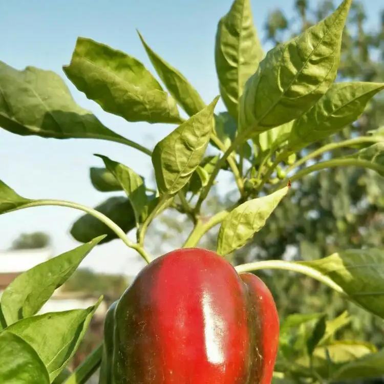 Giant Red Bell Pepper Seeds 50+ Non-GMO Sweet High Yield Easy Grow