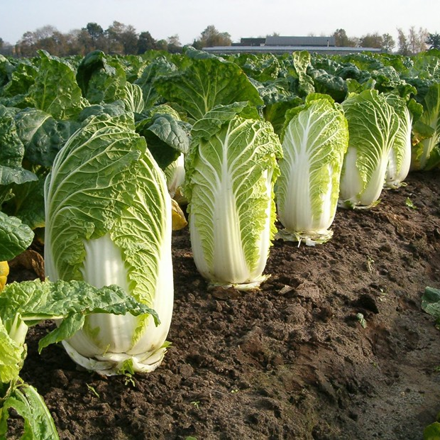Chinese Cabbage Seeds 200+ Non-GMO Crisp Sweet Easy Grow