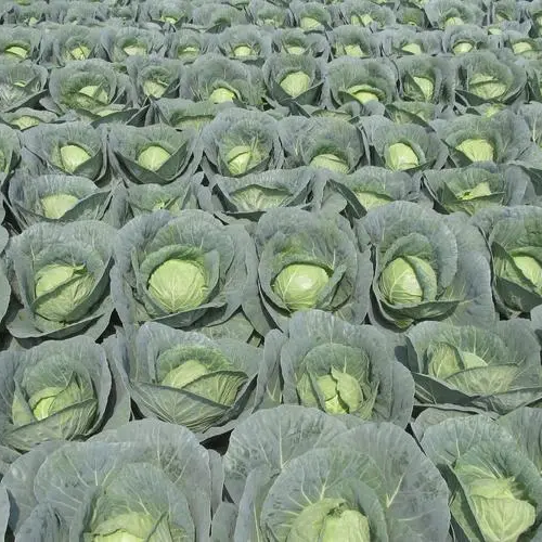 Emerald Ball Cabbage – Premium Non-GMO Garden Seeds 200+