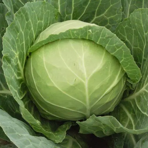 Emerald Ball Cabbage – Premium Non-GMO Garden Seeds 200+
