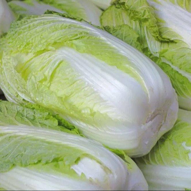 Chinese Cabbage Seeds 200+ Non-GMO Crisp Sweet Easy Grow