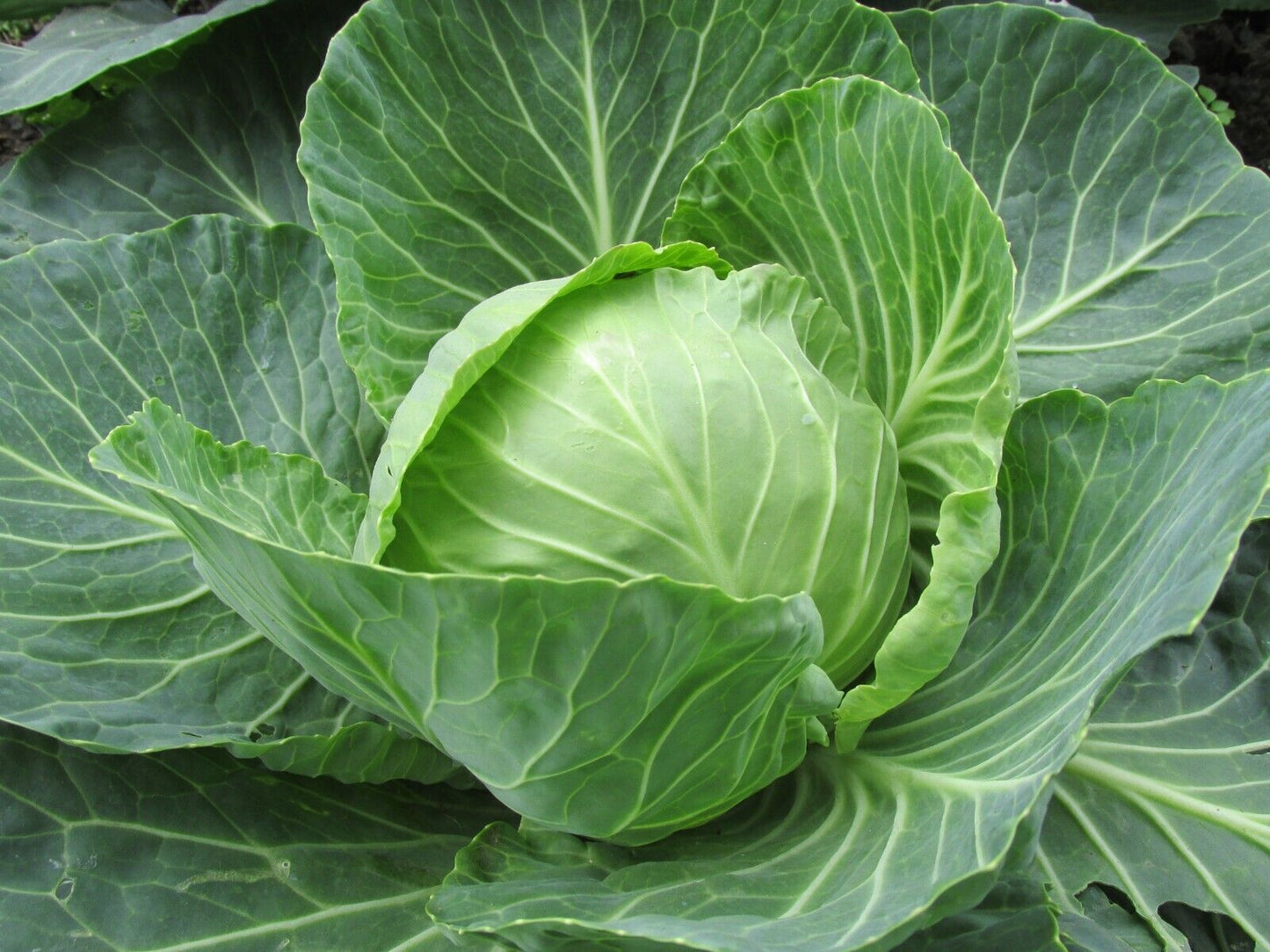 Emerald Ball Cabbage – Premium Non-GMO Garden Seeds 200+
