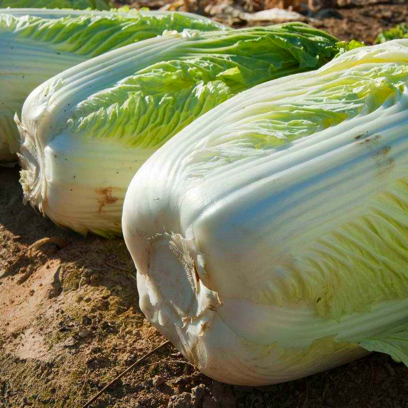 Chinese Cabbage Seeds 200+ Non-GMO Crisp Sweet Easy Grow