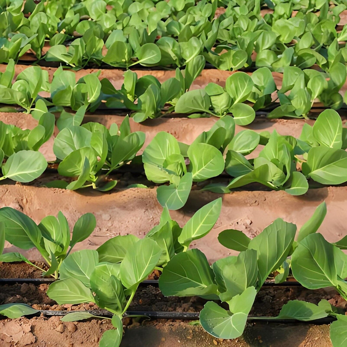 Emerald Ball Cabbage – Premium Non-GMO Garden Seeds 200+