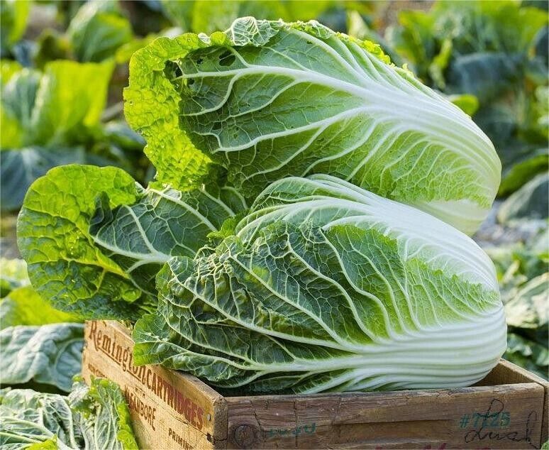 Chinese Cabbage Seeds 200+ Non-GMO Crisp Sweet Easy Grow