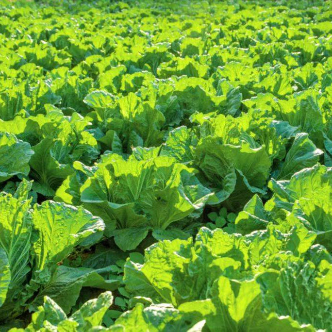 Chinese Cabbage Seeds 200+ Non-GMO Crisp Sweet Easy Grow