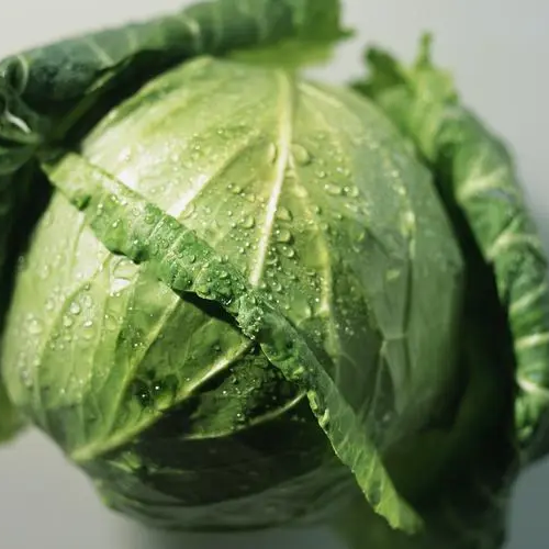 Emerald Ball Cabbage – Premium Non-GMO Garden Seeds 200+