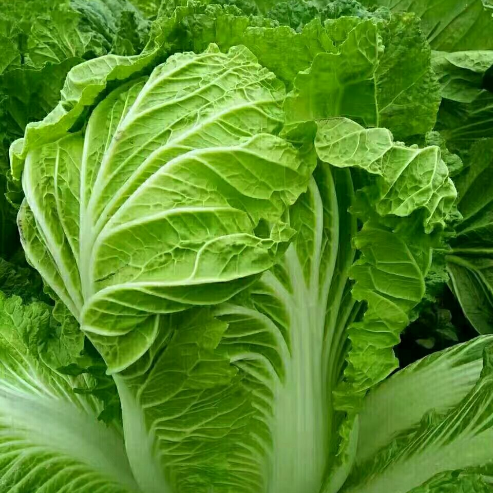Chinese Cabbage Seeds 200+ Non-GMO Crisp Sweet Easy Grow