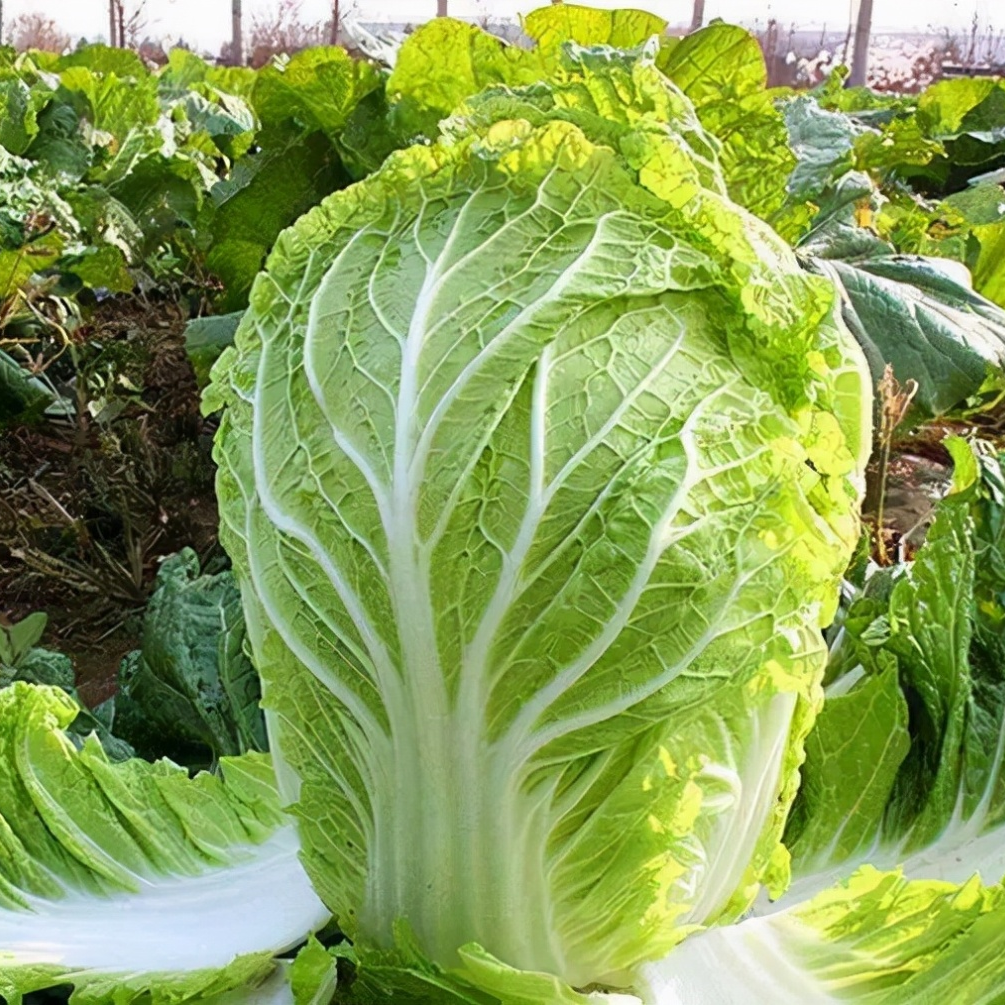 Chinese Cabbage Seeds 200+ Non-GMO Crisp Sweet Easy Grow